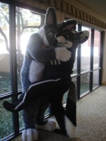 How does a short fox take down a large rabbit?