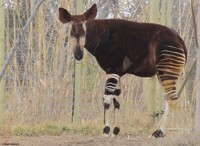 There Should Be A Natural Law...