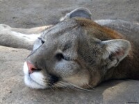 Puma At Rest
