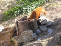 There's Something Good In That Stump!
