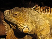 Iguana Face