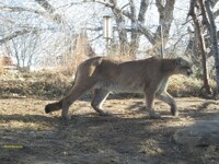 Trotting Puma