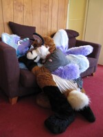 Lazy furs