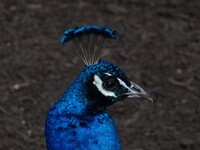 Let me see your (pea)cock