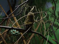 Grumpy little monkey thing