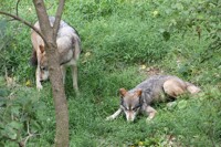 Wolves in the grass