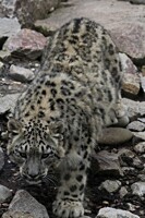 snow leopard