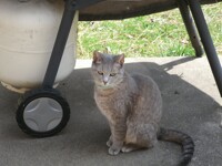 Norma Bates Kitteh On Guard!