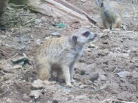 Meerkat profile 1