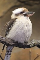 Puffy Kookaburra
