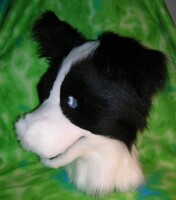 Border collie WIP