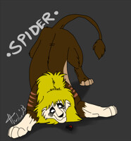 Playful Spider