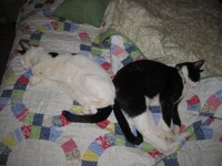 Boots and Kishu (Sleeping) 3