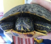 Turtle 