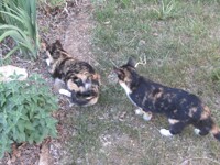 Kuro and Momo the Tortiesshell (Calico) Sisters 6