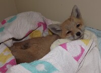 Sleepy