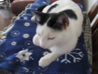 Kishu 54
