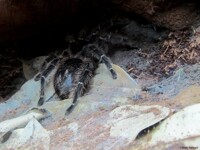 Brazilian Salmon Pink Birdeater