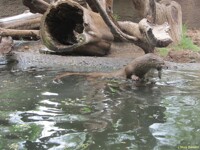 The Log Keeps Sinking