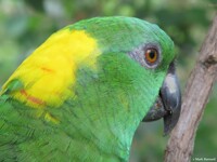 Pensive Parrot