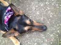 My Cousin's German Shepherd