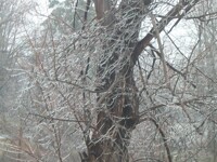 Icing The Trees 