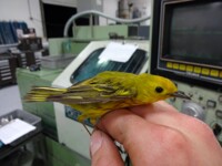 Big Burd Holding Little Burd