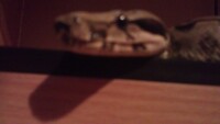 bad picture of dex