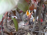 Baby Robins