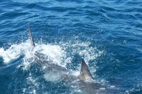 Great White Shark
