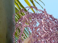 Palm tree tentacles :P