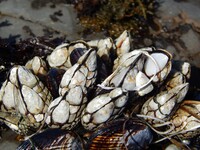 Mussles. Time endurers.