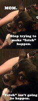 "Fetch"