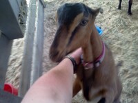 LaMancha goat 