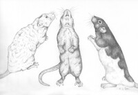 Standing to Attention