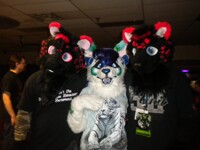 July furbowl pic 2