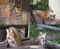 Dasha fears a Hot Air Balloon [Video]
