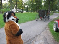 Holly meets the Amish