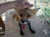 Moar foxy tongue action!