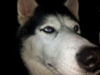 pinokkio laika version