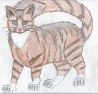 Tabby Cat