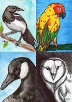 Bird ATCs