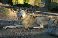 wolf / wolf_6631.jpg