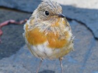 juvenile Robin