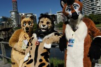 Fur and Leaning in Brisvegas