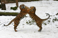 The Fight of The Tigers