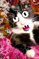 Funky Mr. Kaizer