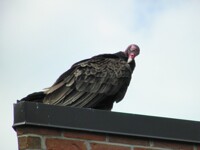 Turkey Vultre