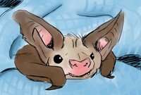 Happy International Bat Day