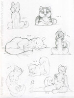 Husky Week - Sketches